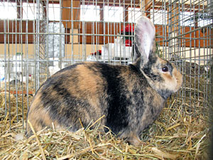 Kaninchenausstellung 2012