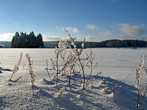 Winter in Tennenbronn