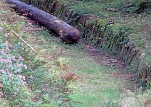 Hofbauern Holzriese in Reinerzau