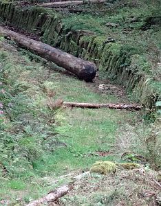 Hofbauern Holzriese in Reinerzau
