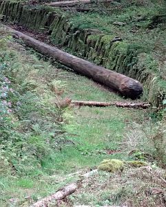 Hofbauern Holzriese in Reinerzau