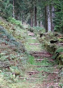Hofbauern Holzriese in Reinerzau