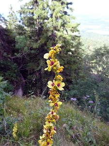 Traufwanderweg Oberhohenberg und Lemberg