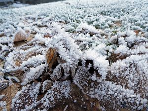 Rauhreif in Tennenbronn