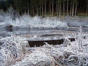 Rauhreif in Tennenbronn