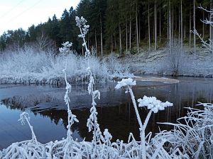 Rauhreif in Tennenbronn
