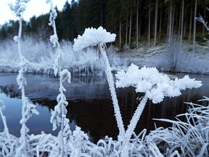 Rauhreif in Tennenbronn