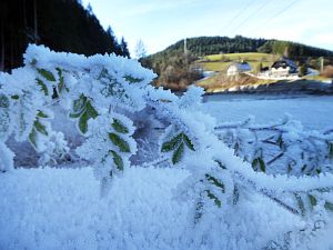 Rauhreif in Tennenbronn