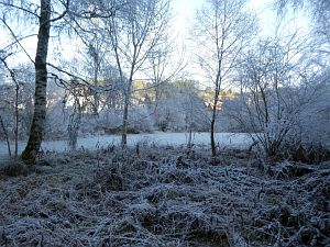 Rauhreif in Tennenbronn