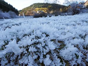 Rauhreif in Tennenbronn