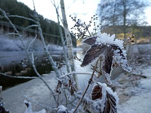 Rauhreif in Tennenbronn