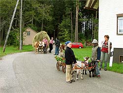 Almabtrieb auf dem Auerhahn