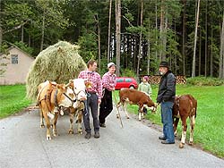 Almabtrieb auf dem Auerhahn