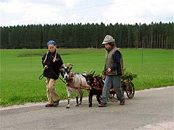 Almabtrieb auf dem Auerhahn
