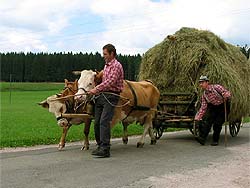 Almabtrieb auf dem Auerhahn