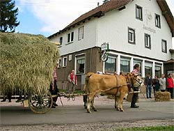 Almabtrieb auf dem Auerhahn