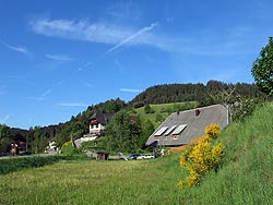 Ginsterblte