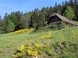 Ginsterblte