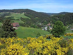 Ginsterblte