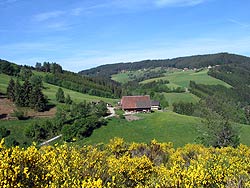 Ginsterblte