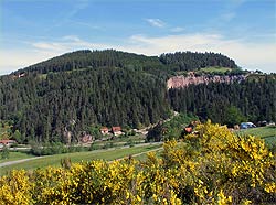 Ginsterblte