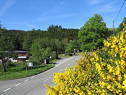 Ginsterblte