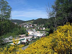 Ginsterblte