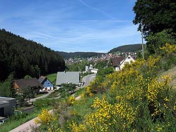 Ginsterblte