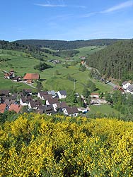 Ginsterblte