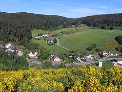 Ginsterblte