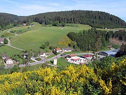 Ginsterblte