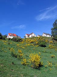 Ginsterblte