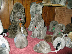 Kaninchenausstellung 2008
