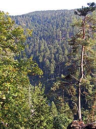 Herbst im Bernecktal