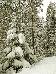 Winter im November 2008