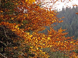 Allerheiligen 2009