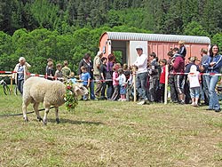 Hammellauf beim Unterschiltacher Waldfest