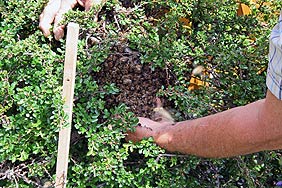 Schwrmende Bienen in der Lwenstrae