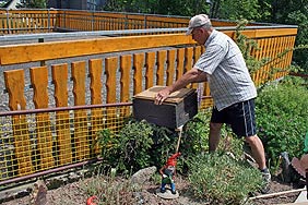 Schwrmende Bienen in der Lwenstrae