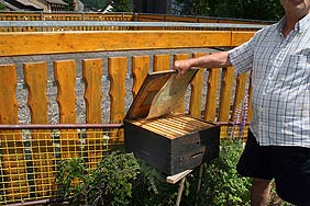 Schwrmende Bienen in der Lwenstrae