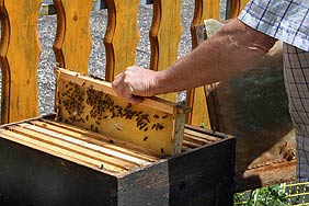 Schwrmende Bienen in der Lwenstrae