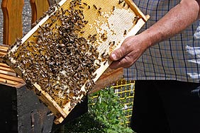 Schwrmende Bienen in der Lwenstrae