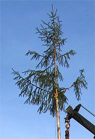 Narrenbaum setzen