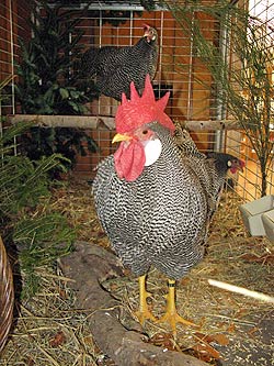 Geflgelschau 2011