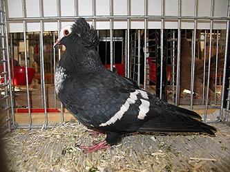Geflgelschau 2011