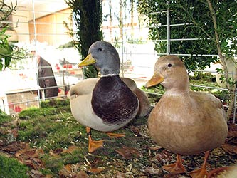 Geflgelschau 2011