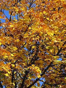 Herbstspaziergang