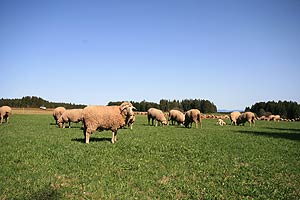 Auf der Oehle