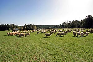 Auf der Oehle
