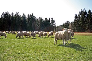 Auf der Oehle
